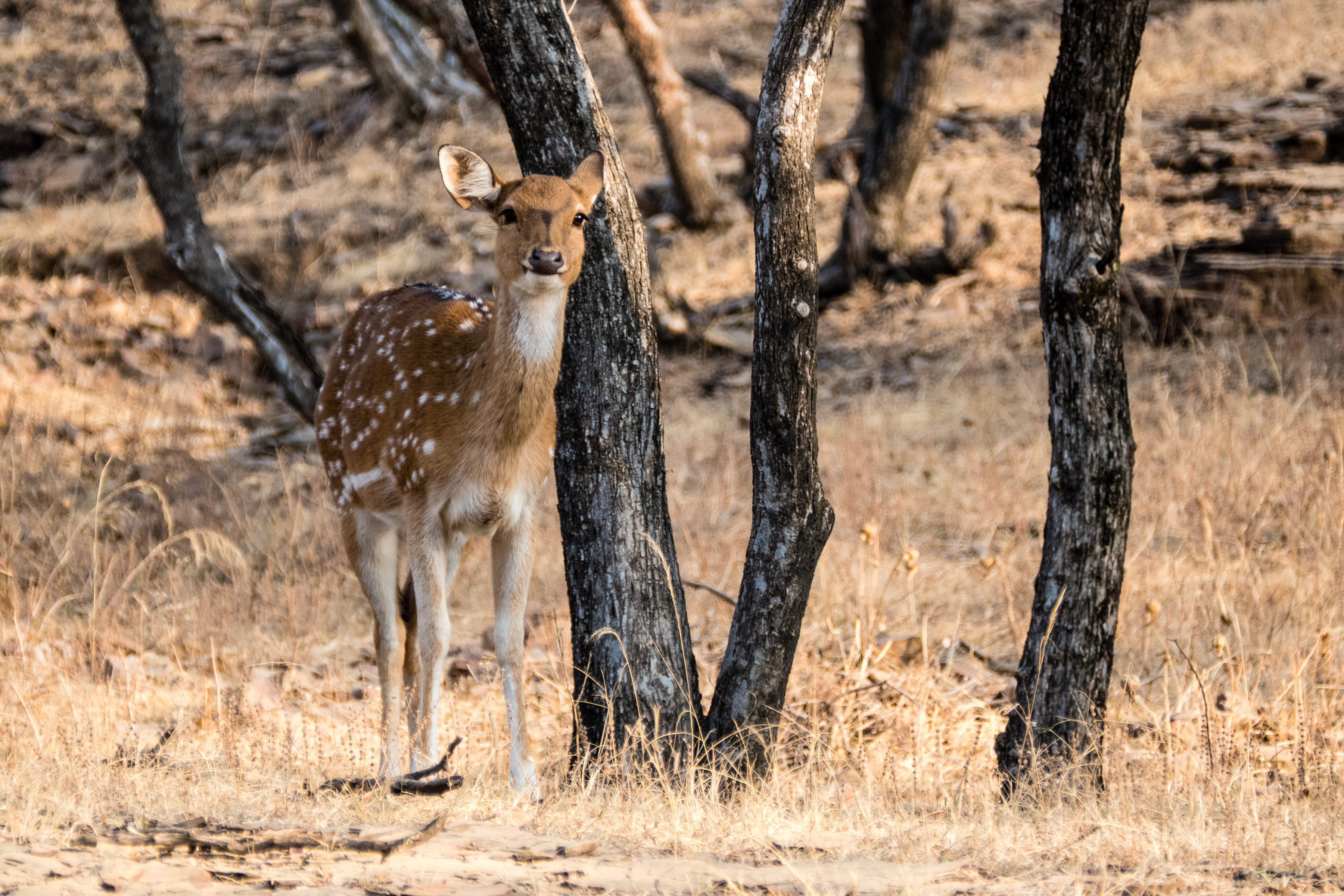 07 Ranthambore 15